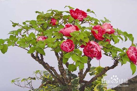 家庭盆栽牡丹花怎么养护