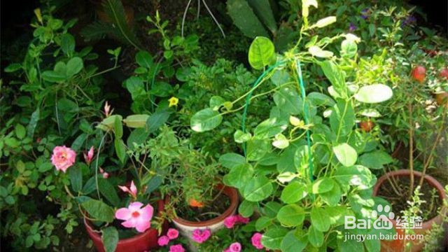 盆栽飘香藤冬天怎么养