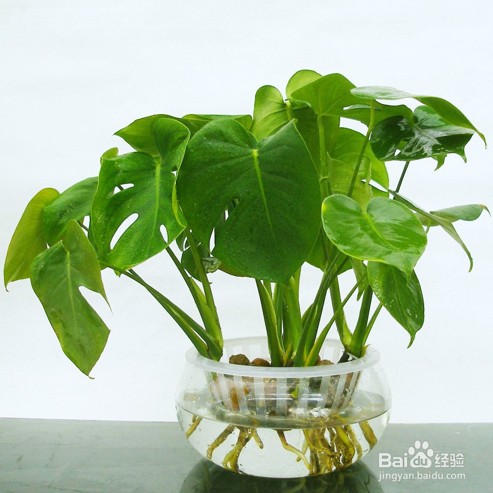 适合摆放的6种家居植物