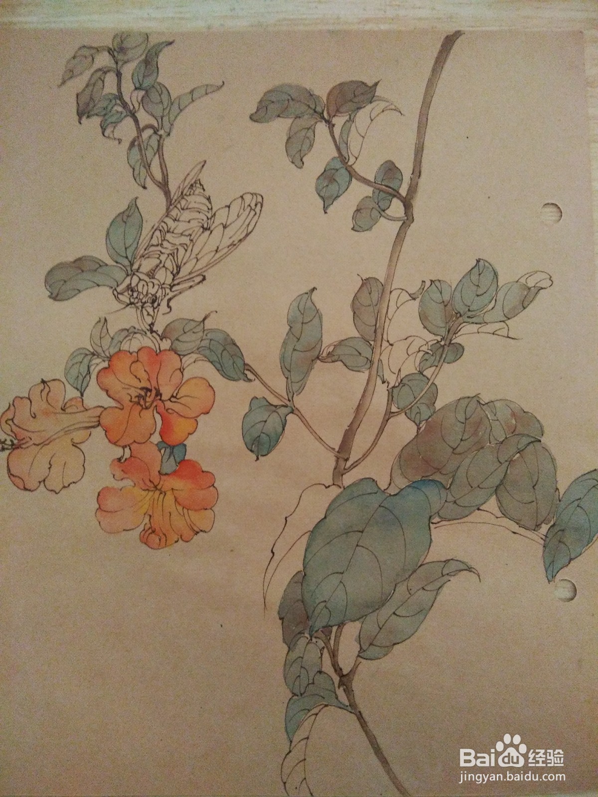 如何用卡纸画凌霄花