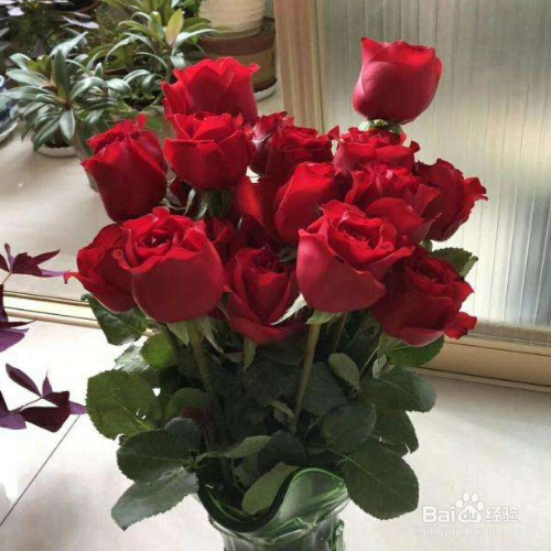 玫瑰花叶子干枯是什么原因,怎么解决?