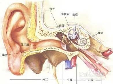 耳朵痛该怎么办 百度经验