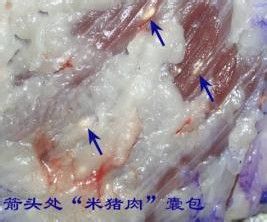 辨别病死猪肉的一些方法分享