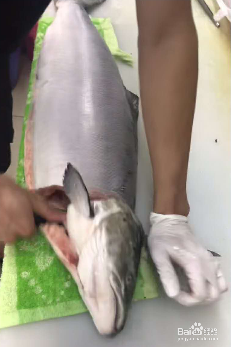 三文鱼各部位切片图解