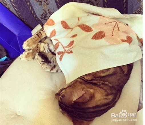 猫猫吐水的原因