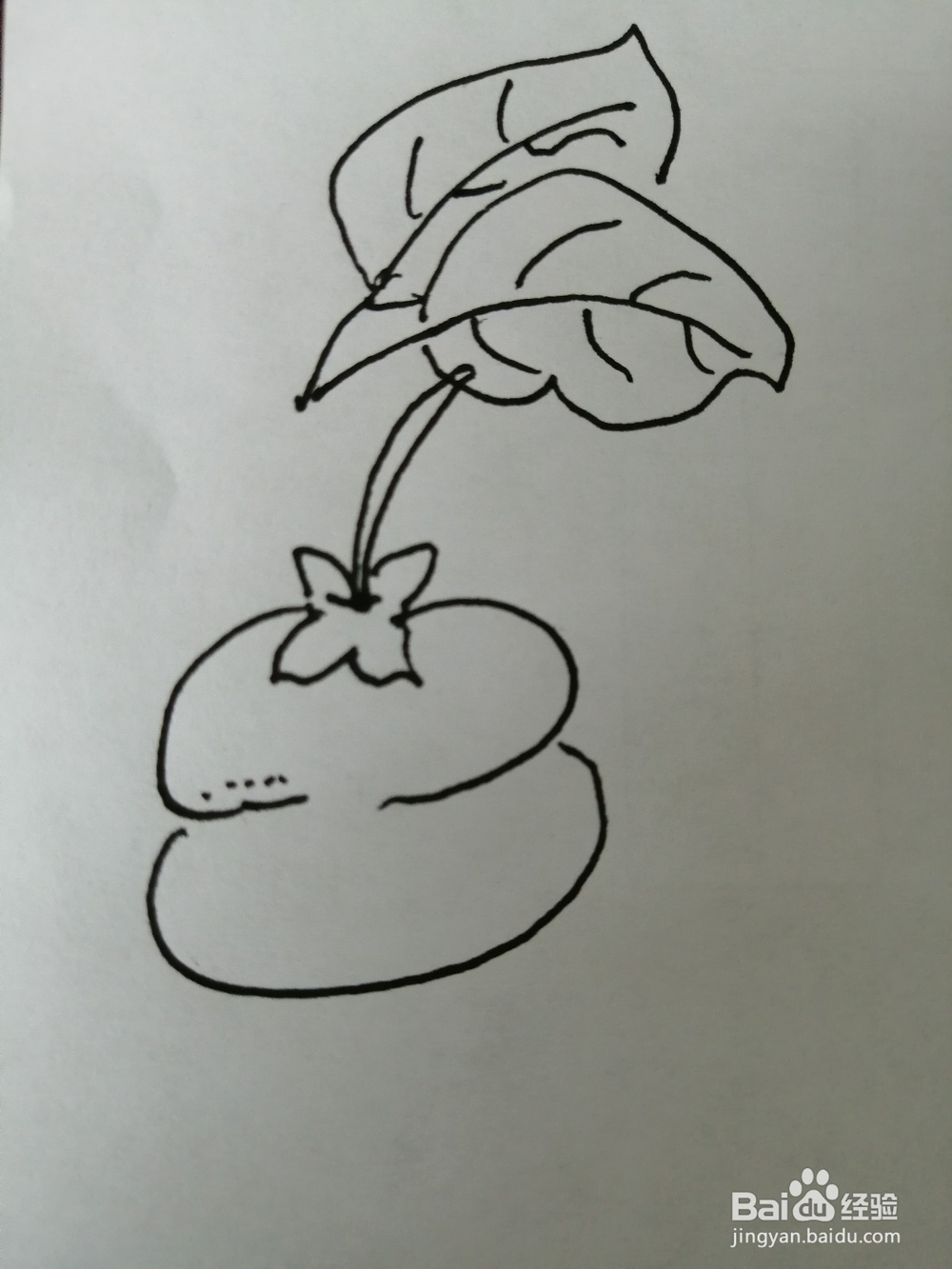简笔画柿子怎么画