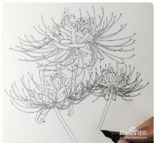 手绘彼岸花画法 百度经验 手绘彼岸花画法 百度经验