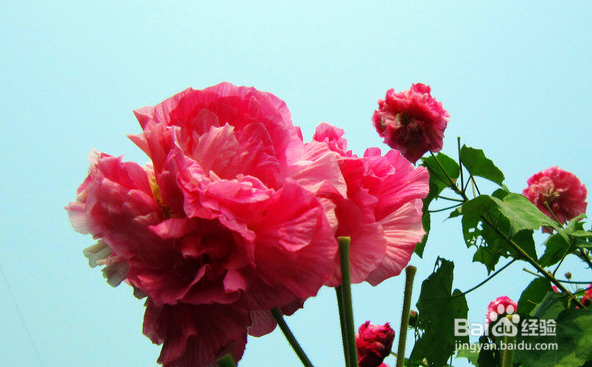 芙蓉花应该怎么养