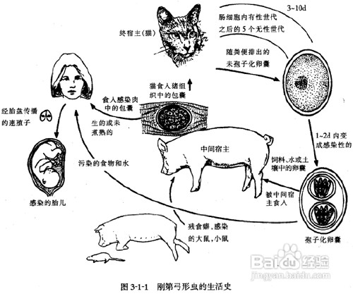 如何预防可怕的弓形虫感染
