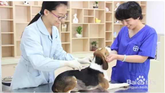 被汪星人咬了怎么办？