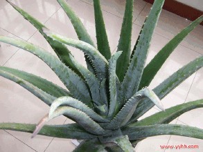 吃的好脸自然好