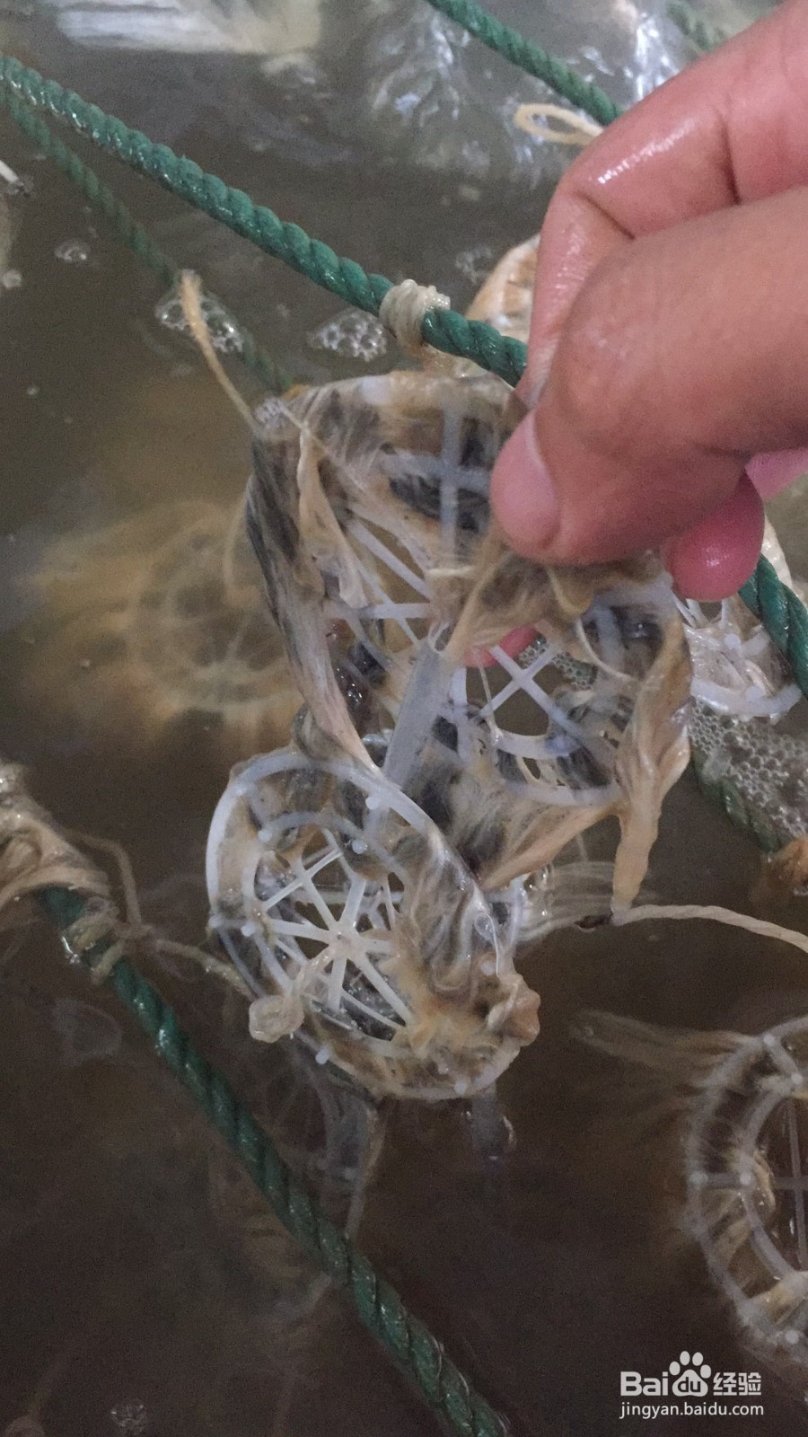 污水处理总氮降解菌介绍