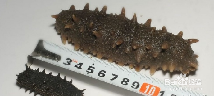 如何区分干海参的好坏