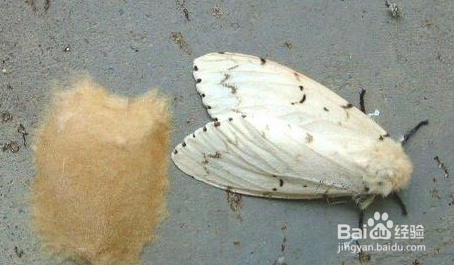 森林有害生物林间调查方法