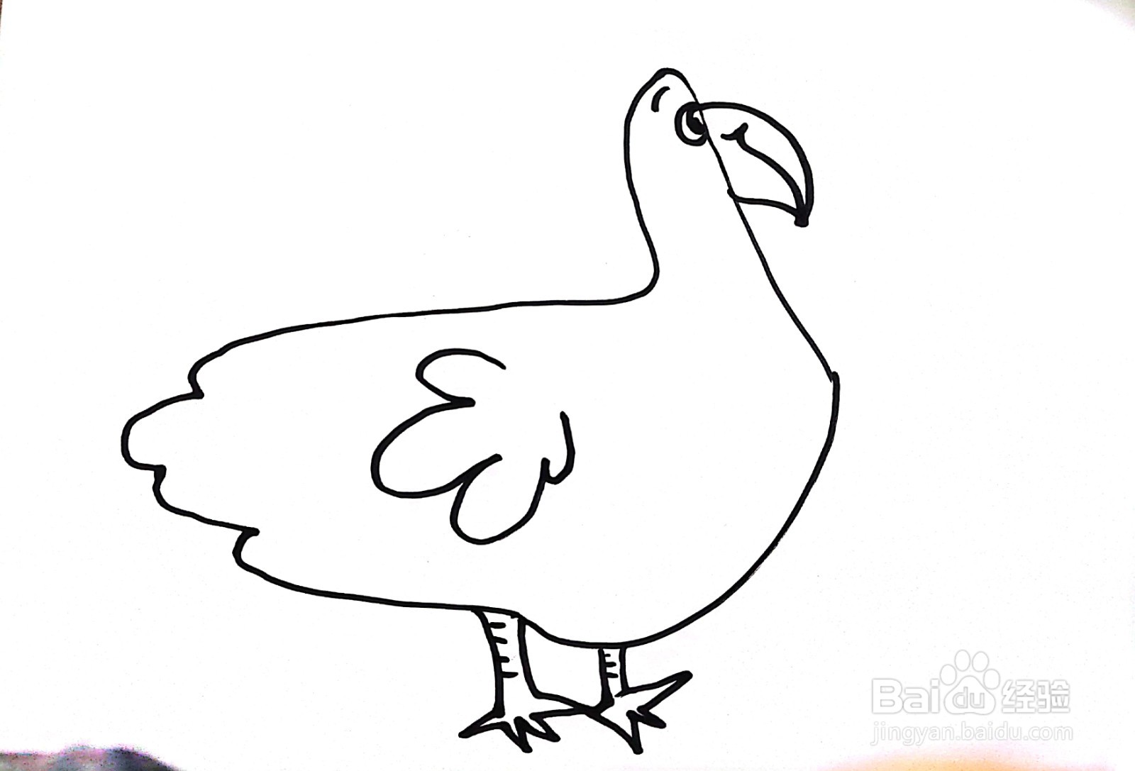 大白鹅线描画怎么画