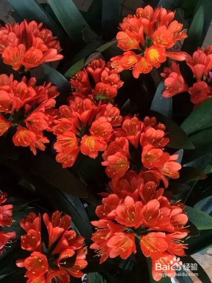 做好6件事,绿萝不死不伤,月季长寿花开满盆