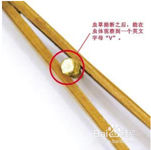 高价回收冬虫夏草?是功效还是利益?