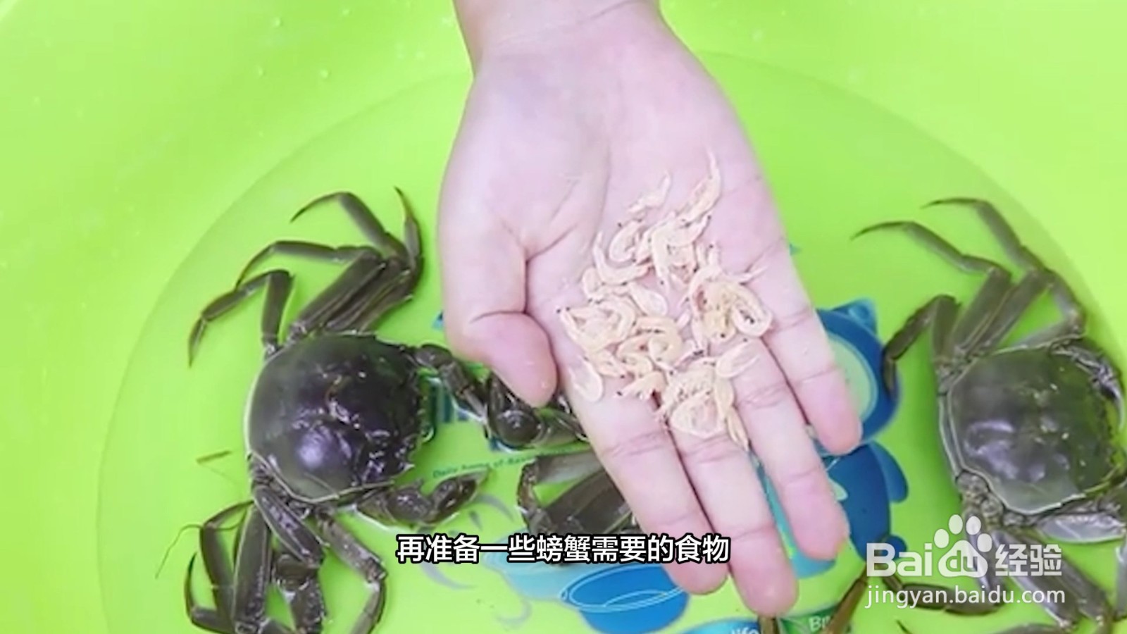 收到的活蟹怎么保存