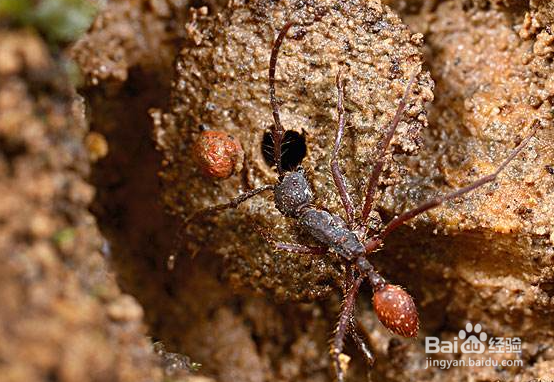 如何找到车上的蚂蚁窝