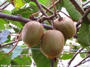 冬天吃萝卜应注意不能与哪些食物同吃.