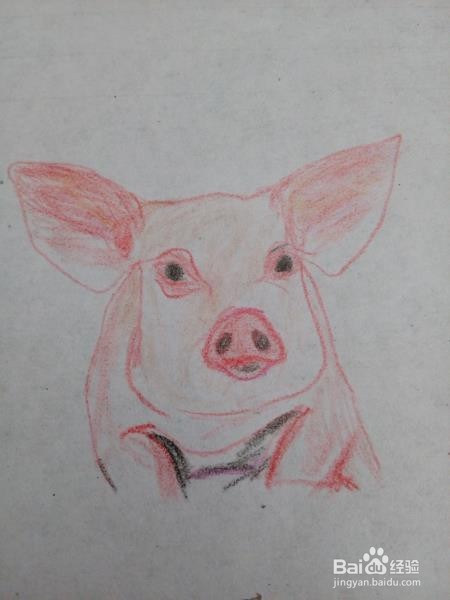 简笔画一只大肥猪