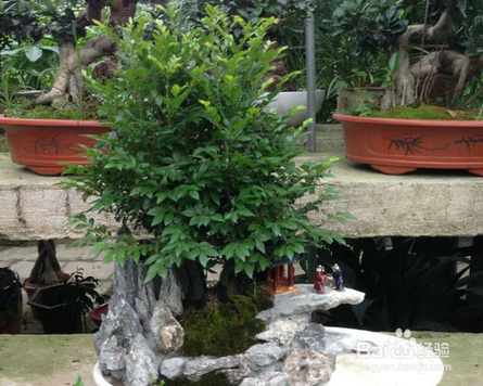 盆景小叶紫檀怎么养