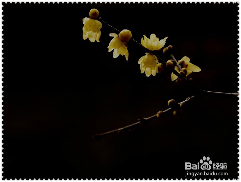 #过年#怎样欣赏拍摄腊梅？