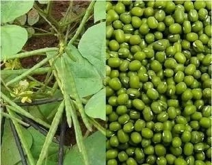 绿豆用来治疗疾病的食疗偏方