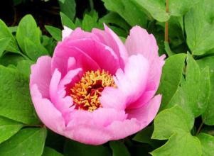 牡丹冬天养殖方法