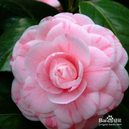 山茶花对人有哪些好处?