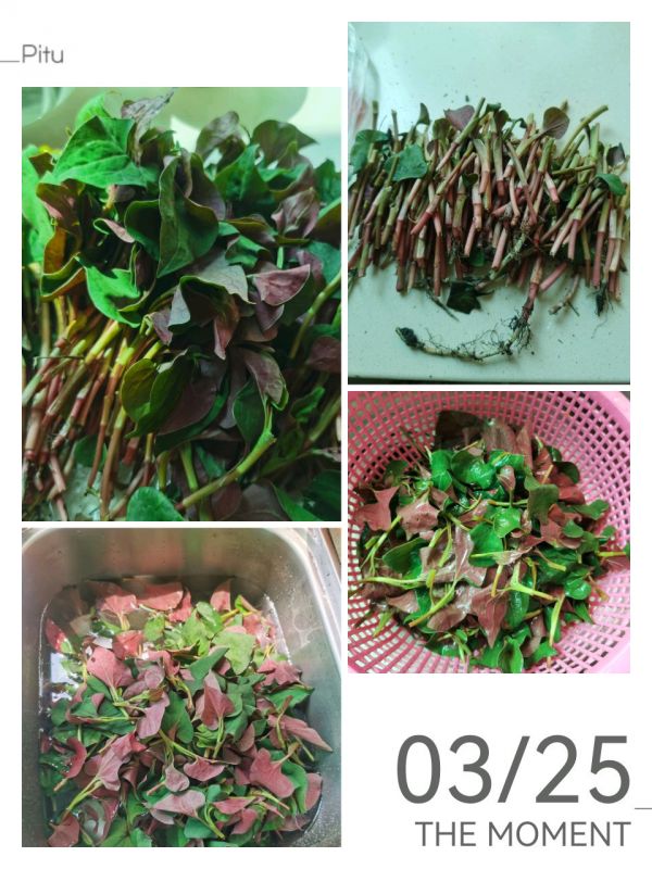 凉拌酸辣鱼腥草