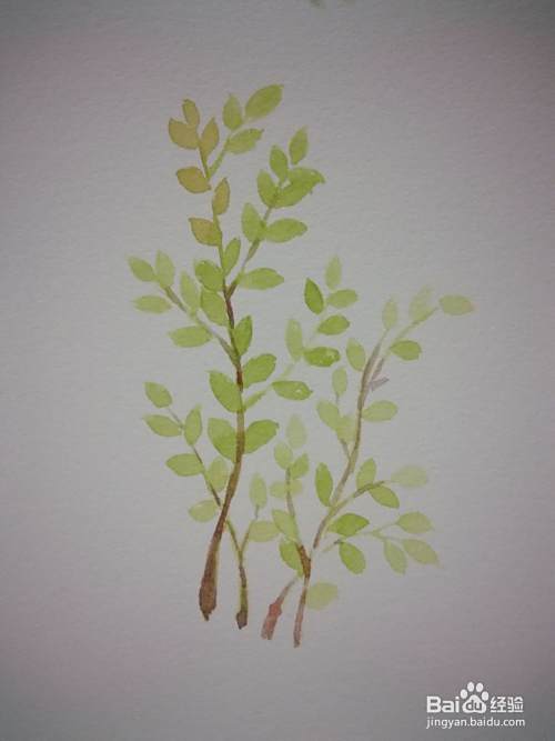 简单小植物水彩画法 百度经验 简单小植物水彩画法 百度经验