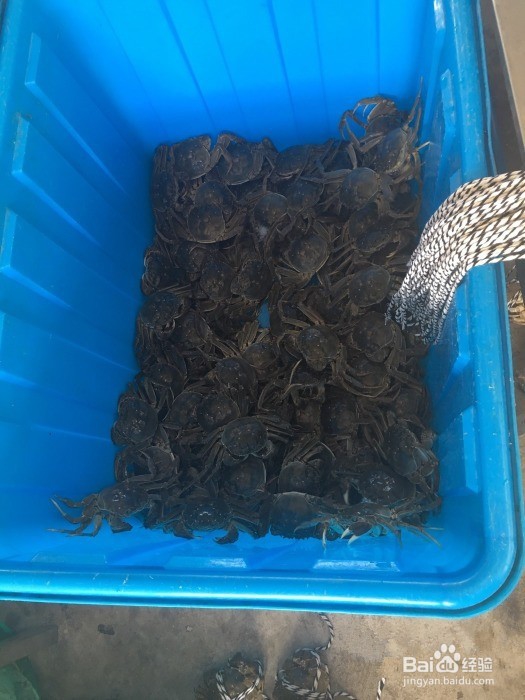 告诉你阳澄湖吃大闸蟹哪家好