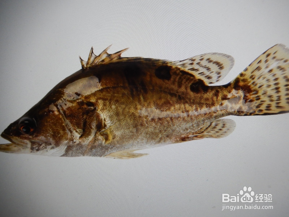 怎么烧象奶一样的桂鱼汤？