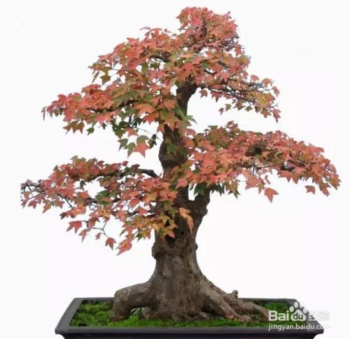三角枫盆景怎么上盆