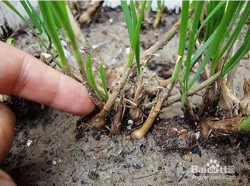 培向韭菜根部,不但能防冻,还能起到疏松土壤 ,改善土壤通透结构等作用
