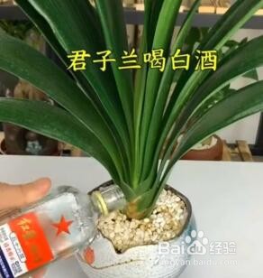 怎么在家种绿植