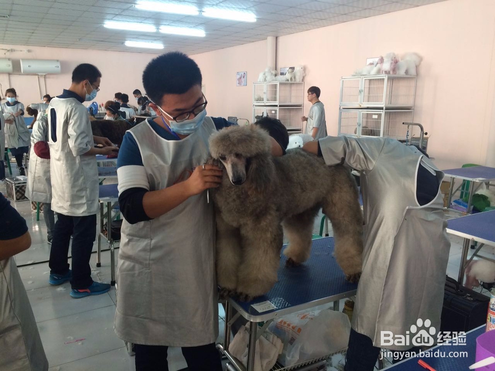 宠物美容行业怎么样