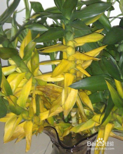 室内的绿化莲花竹怎么养护？