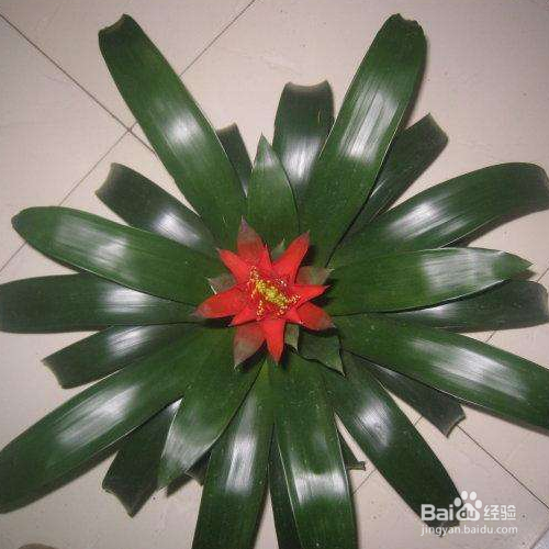 火炬花如何养殖？