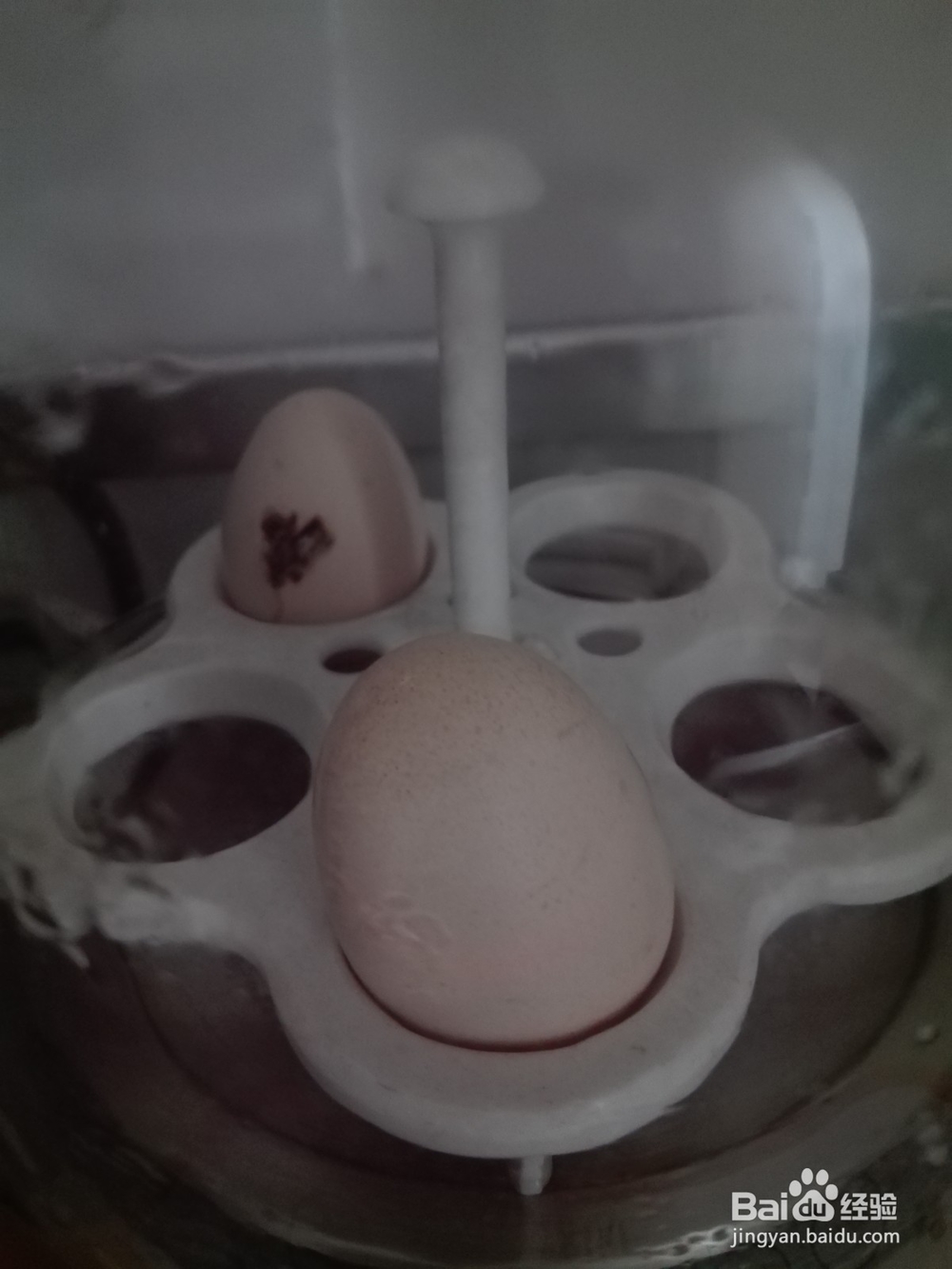 不一样的牛奶蛋+麦片