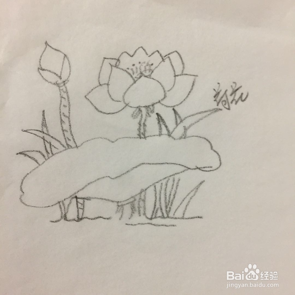 如何画出荷花