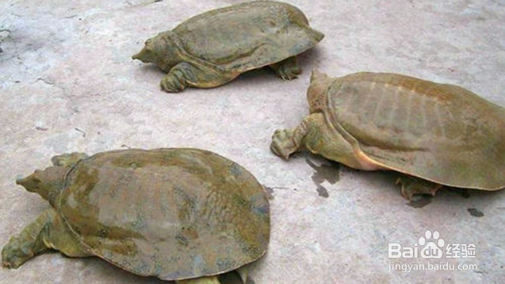 甲鱼冬天怎么养才不会死