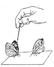 砍掉头的菜粉蝶为什么不立即死亡?