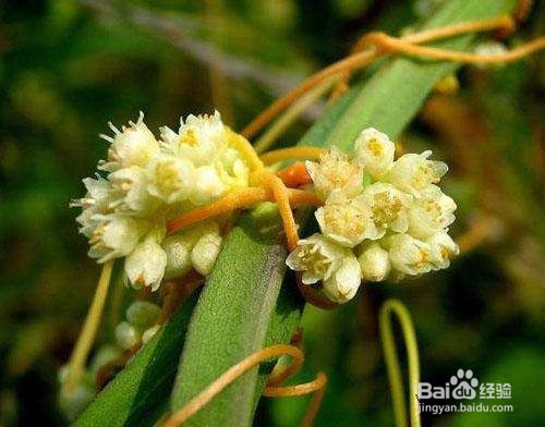 怎样辨识荔枝品种