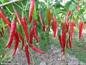 怎样做出一道美味的尖椒炒鸡肉？