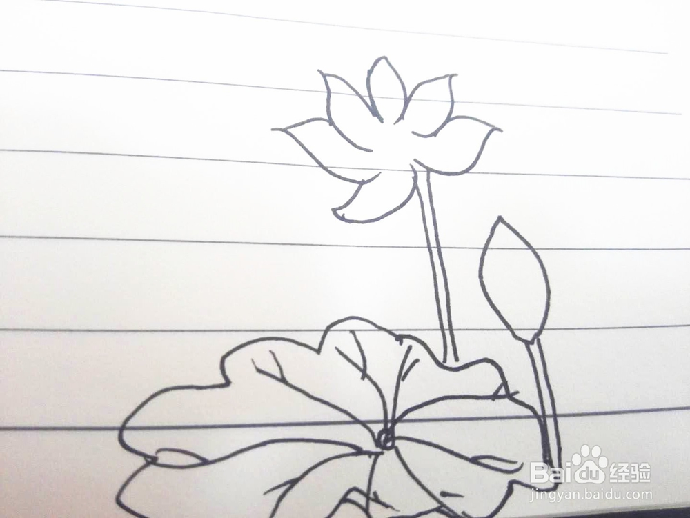 简笔画之荷花经验分享