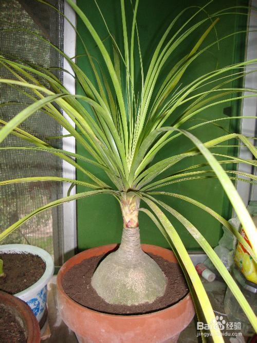 兰花如何养会长得好？