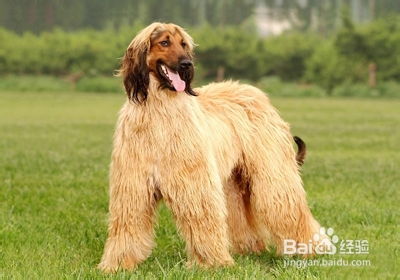 怎样选购阿富汗犬