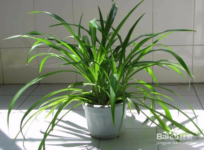 那些植物是可以吸收甲醛的？